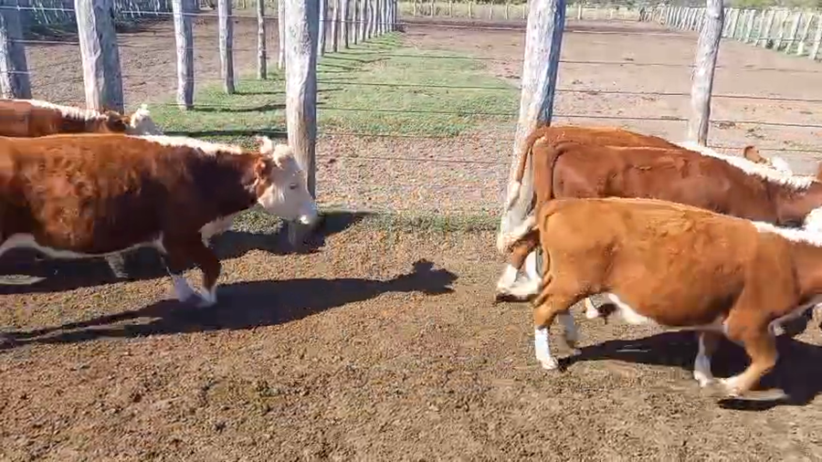 Lote 62 Terneros/as en Corrientes, Curuzú-Cuatiá