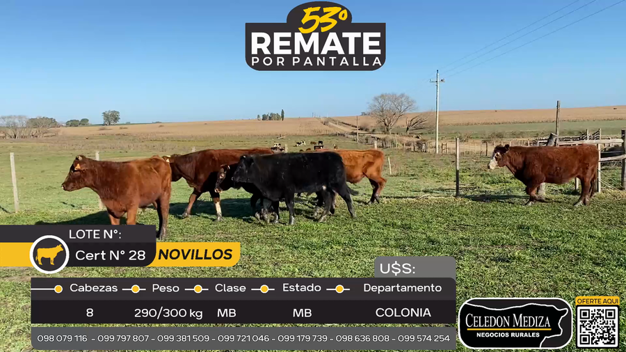 Lote 8 Novillos en La Horqueta, Colonia