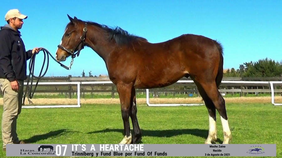 Lote ITS A HEARTACHE