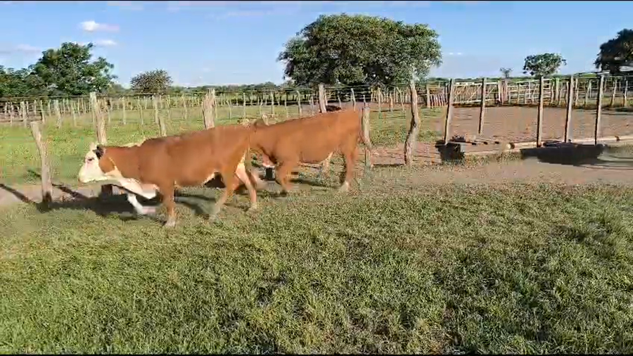 Lote 103 Terneras en Corrientes, Curuzú-Cuatiá