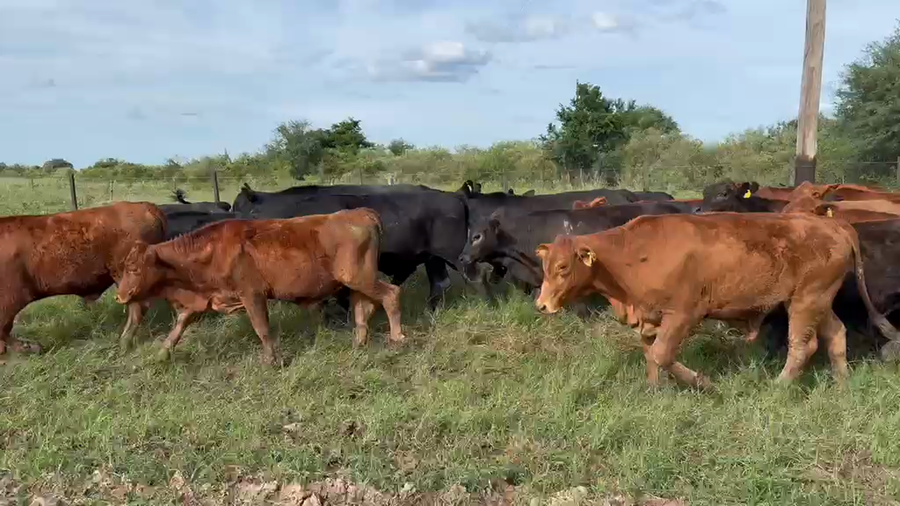 Lote 100 Novillitos