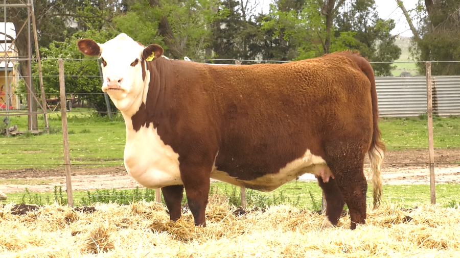 Lote HEMBRAS HEREFORD PURAS DE PEDIGREE