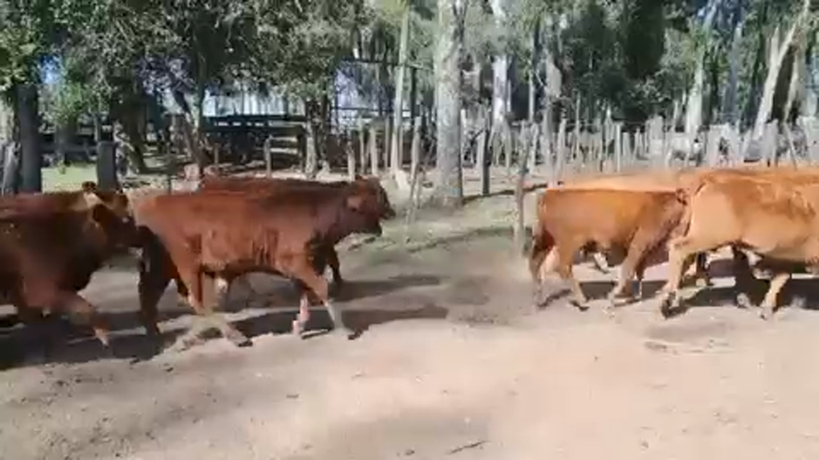 Lote 140 Terneros en Ituzaingó, Corrientes