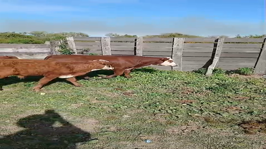 Lote 40 Terneros/as en Santa Fe, Campo Andino