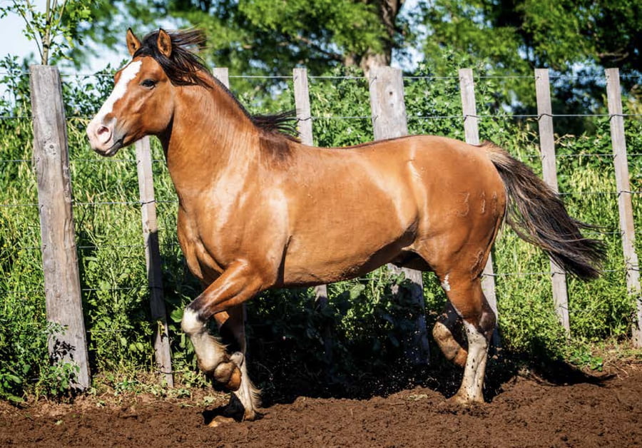 Lote DEL OESTE TRAPICHE