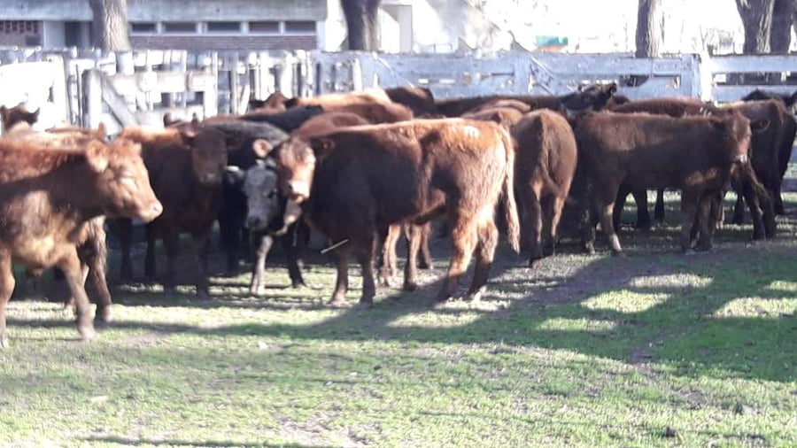 Lote 27 Terneras en Gral. Lamadrid, Buenos Aires