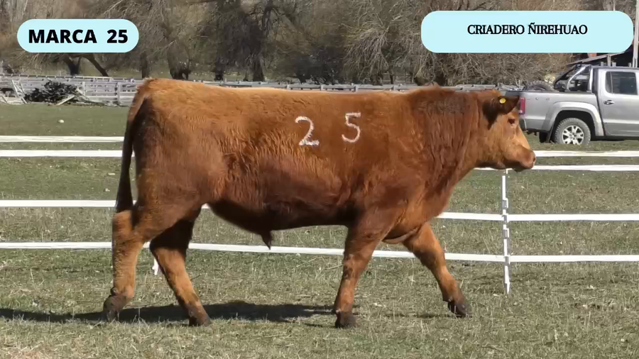 Lote 1 Toro en Coyhaique, XI Región Aysén