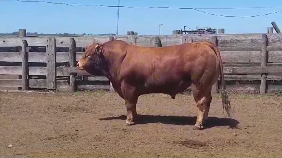 Lote TORO PI - RP 72