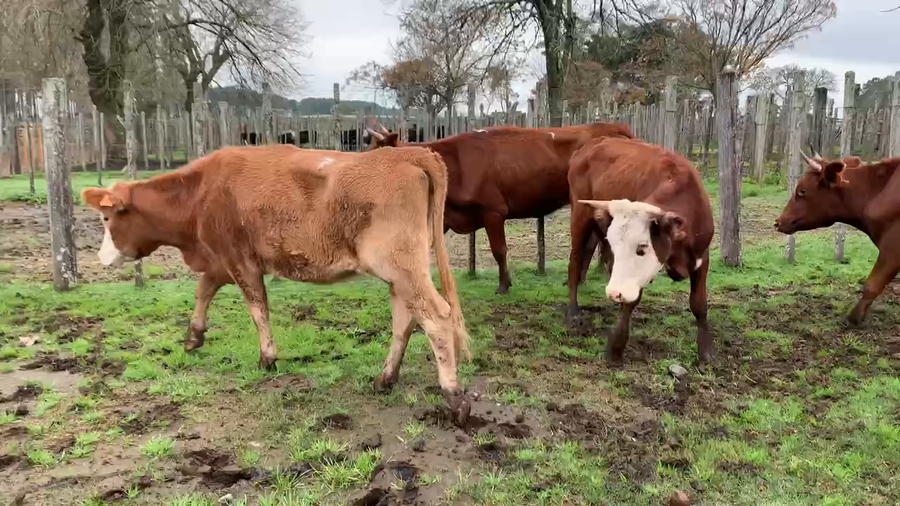 Lote 5 Vacas de Invernada en Melo, Cerro Largo