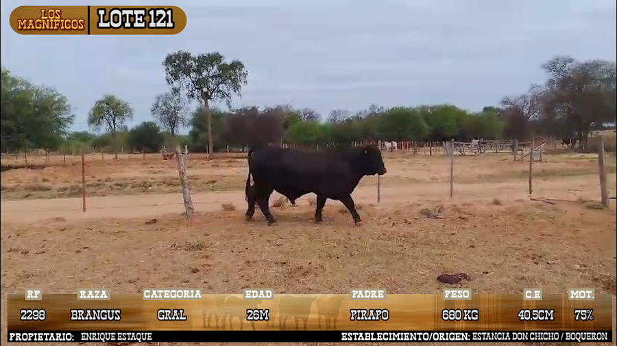Lote LOTE 121 - VIVO