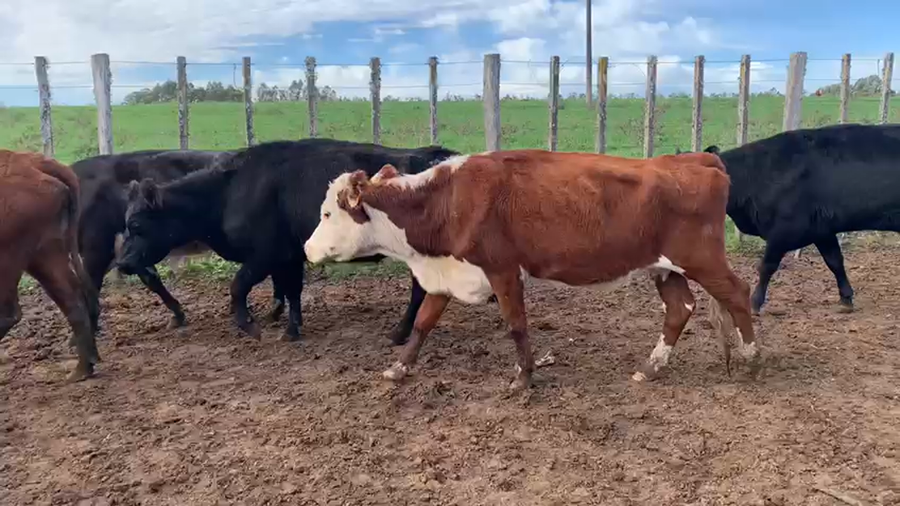 Lote 22 vacas angus y hereford