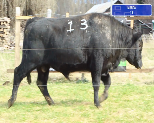 Lote 1 Toro en Coyhaique, XI Región Aysén