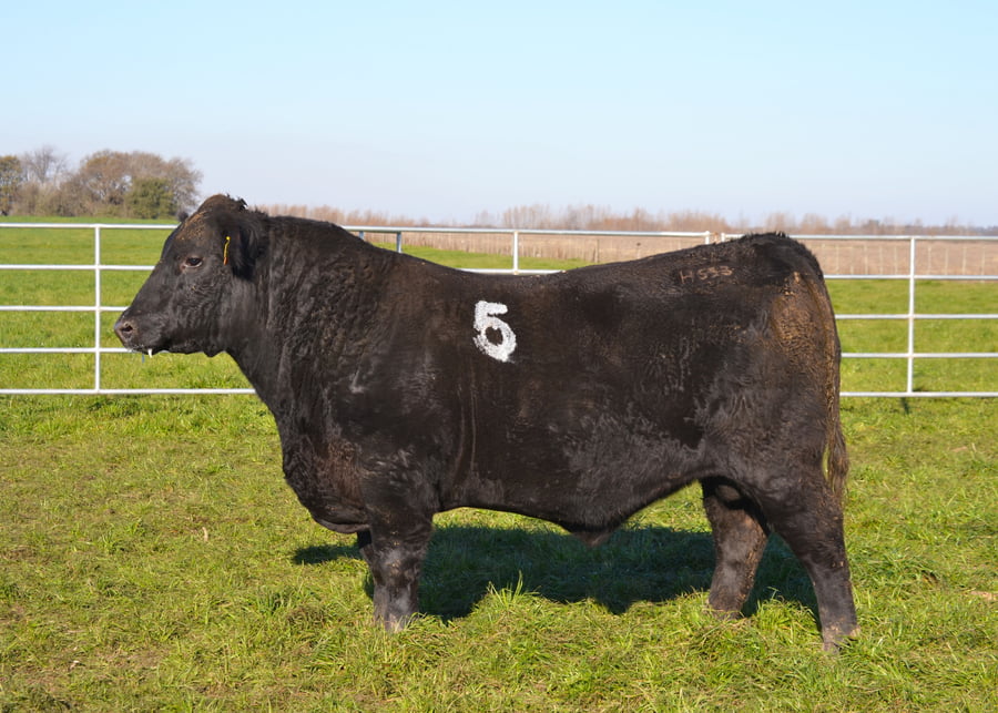 Lote TOROS PEDIGREE H543 H553