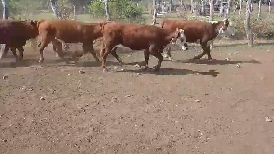 Lote 120 Terneros
