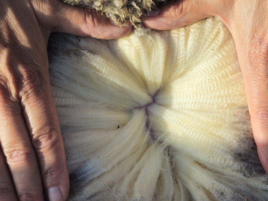 Lote (Vendido)Carneros a remate en Subasta Online - Nambi Guasu, Lavalleja