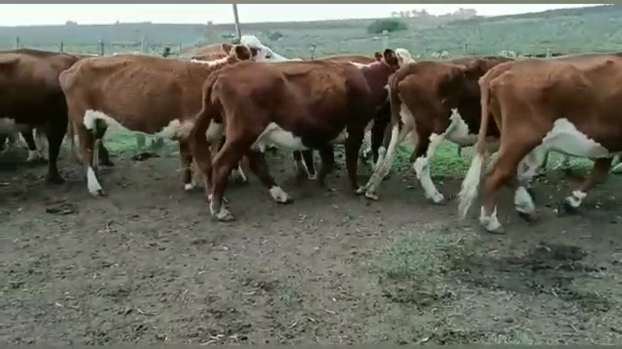 Lote VACAS DE INVERNADA