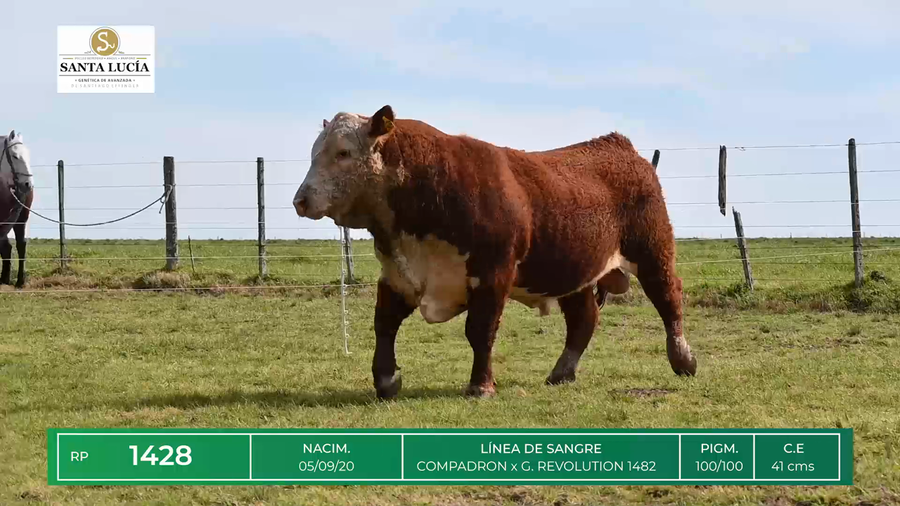 Lote TOROS HEREFORD