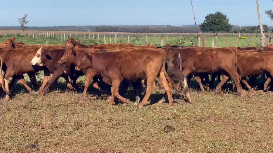 Lote 50 Vaquillonas en Santo Tomé, Corrientes