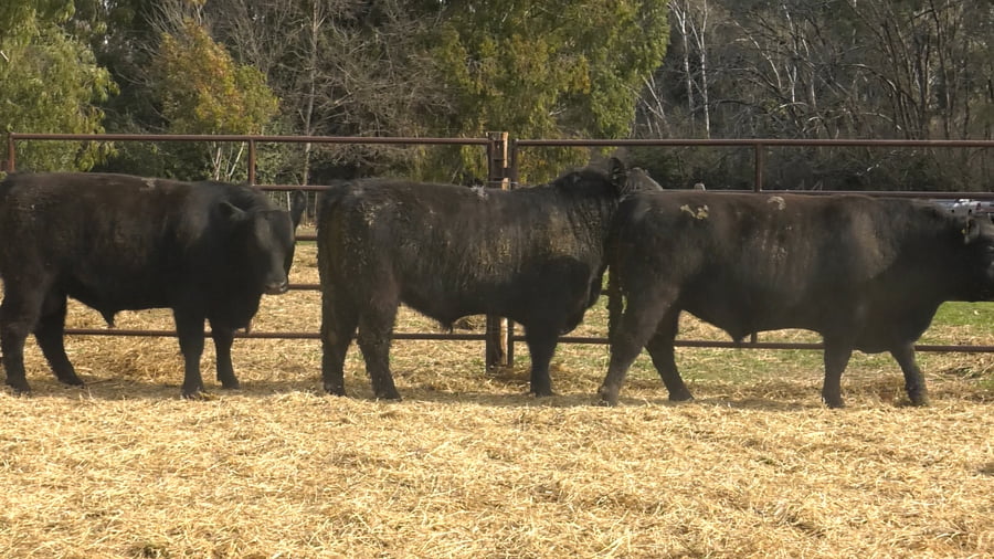 Lote TOROS PUROS DE PEDIGREE