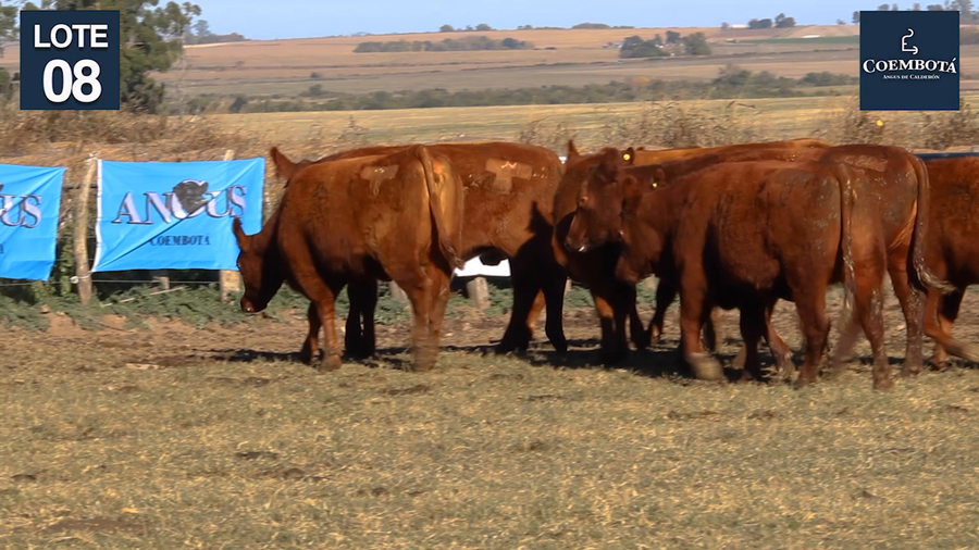 Lote CABAÑA "COEMBOTA" DE CALDERON VIENTRES PC Y MAS COLORADOS PREÑADOS