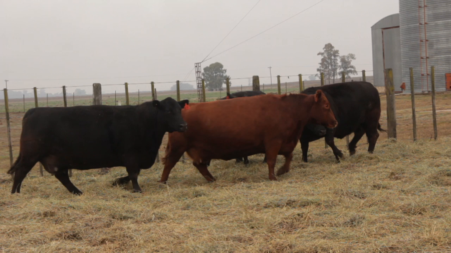 Lote VACAS P.C. - LA BELLACA