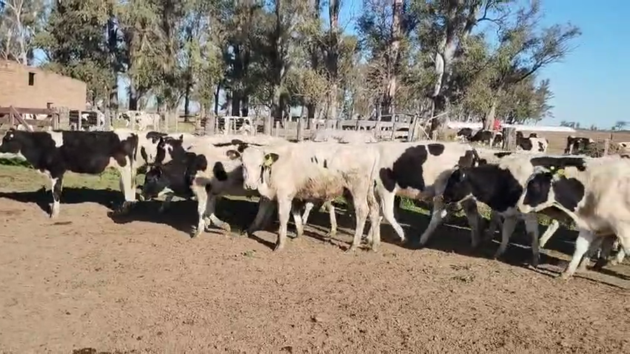 Lote 27 Novillitos Holando Argentino en Porteña, Córdoba