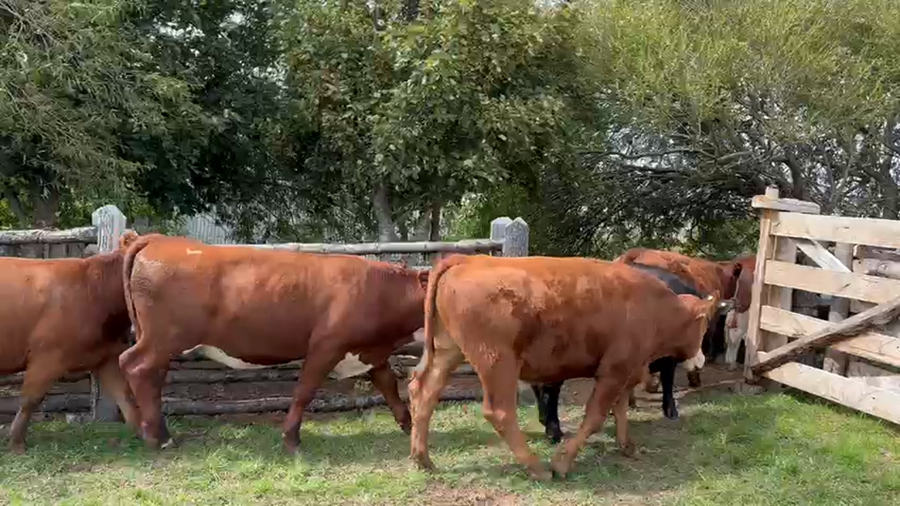 Lote 42 Novillo Engorda en XI Región Aysén, Coyhaique