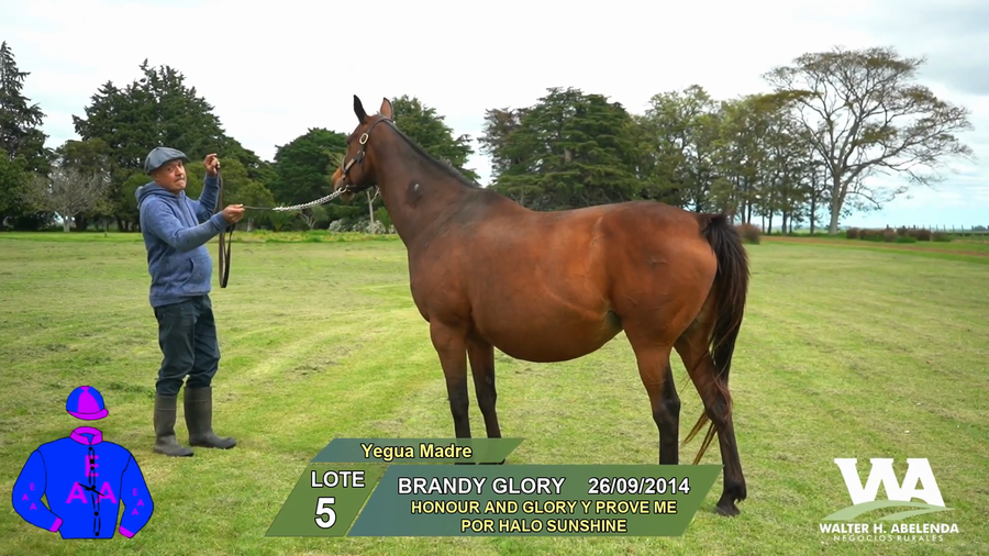 Lote BRANDY GLORY