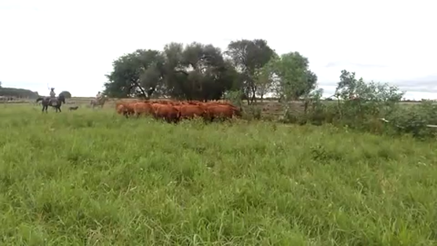 Lote 100 Vaquillonas en Pirané, Formosa