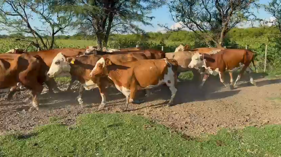 Lote 20 Vacas de invernar