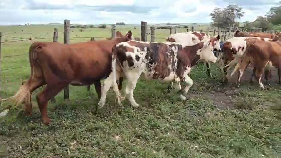 Lote 7 Vaquillonas  a remate en Pantalla Camy, San José