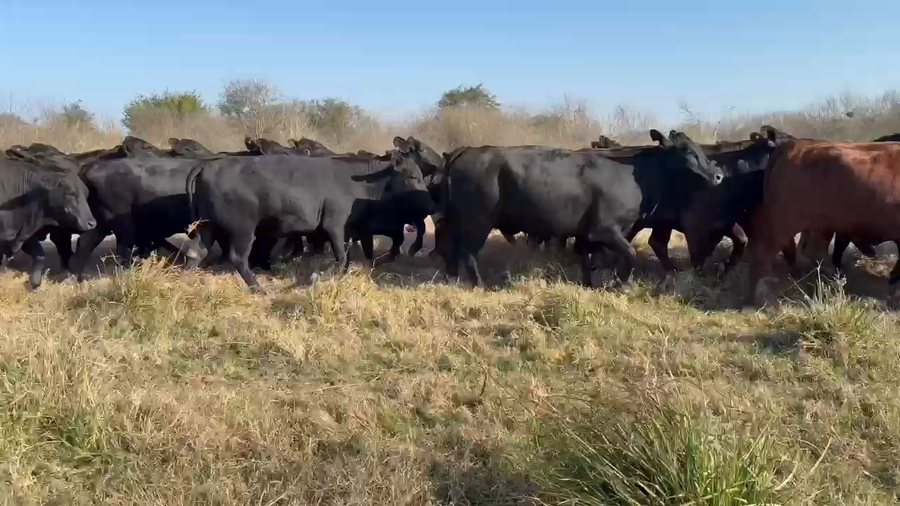 Lote 50 Vaquillonas preñadas en Chaco, Pdcia. Roca