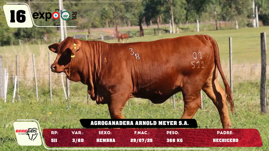 Lote LOTE 16