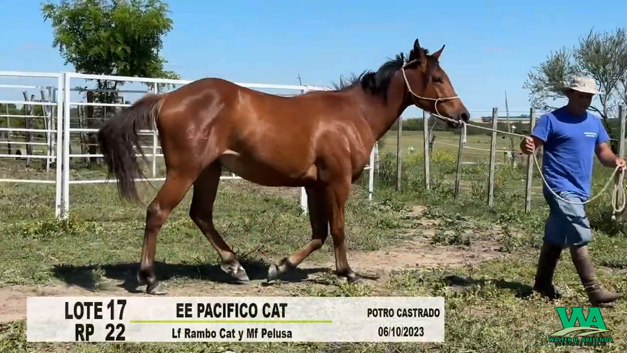 Lote EE PACIFICO CAT