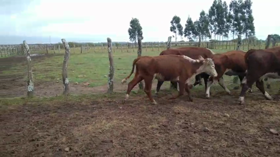 Lote 8 Vacas Conserva
