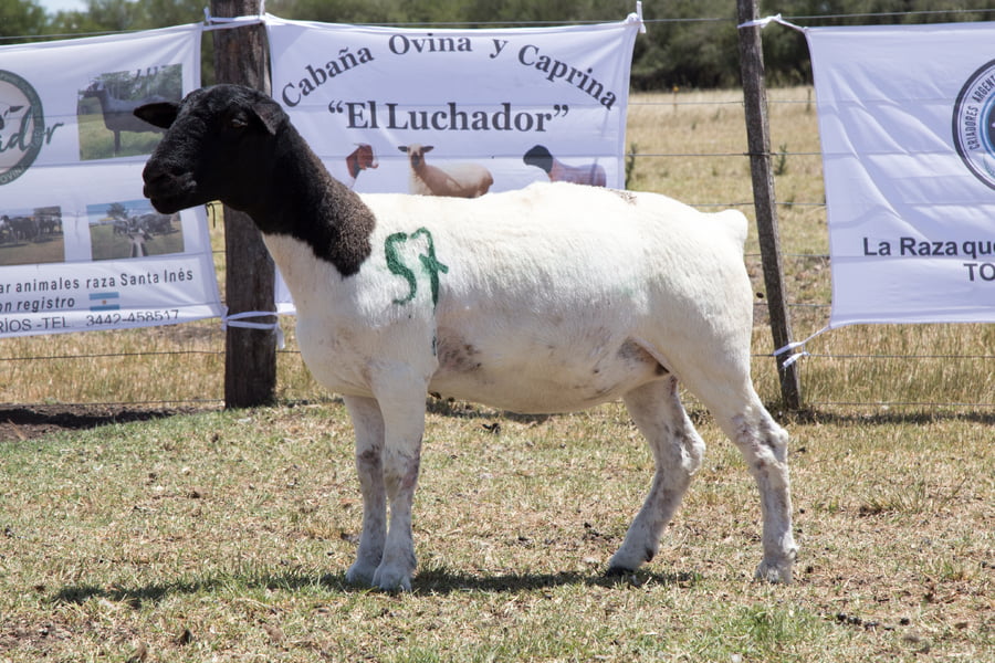 Lote OVINO DORPER HEMBRA PPC