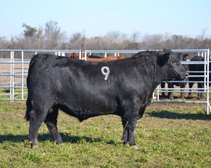 Lote TOROS PEDIGREE H419 H493