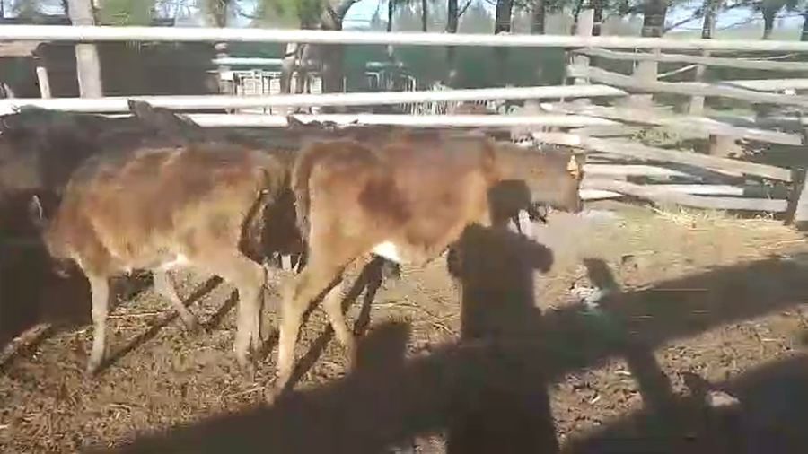 Lote 22 Terneras HOLANDO a remate en PANTALLA CAMY - SAN JOSE  1500 VACUNOS 110kg - , San José