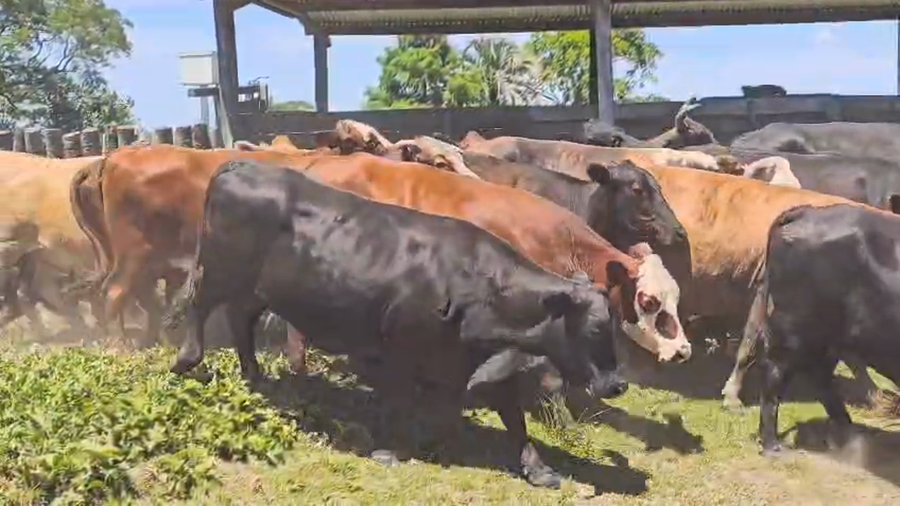 Lote 38 Vacas de invernar