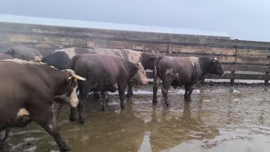 Lote 20 Novillo Gordo en Los Ángeles, VIII Región Biobío