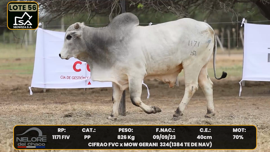 Lote LOTE 56