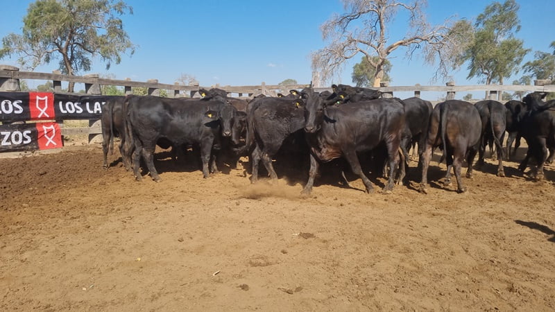 Lote Vaquillas Preñadas CBO 0