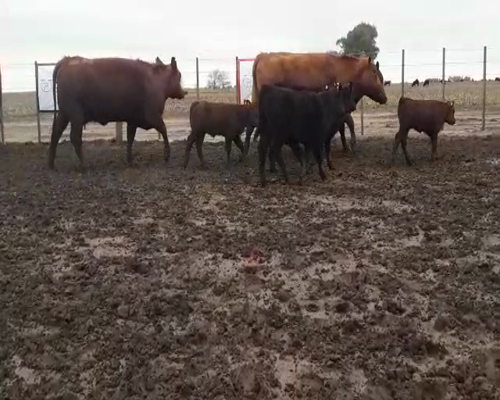 Lote 7 VAQ M.A.S PARIDAS DE LA PROMETIDA DE SANTA YVONNE.  1° PARICION.