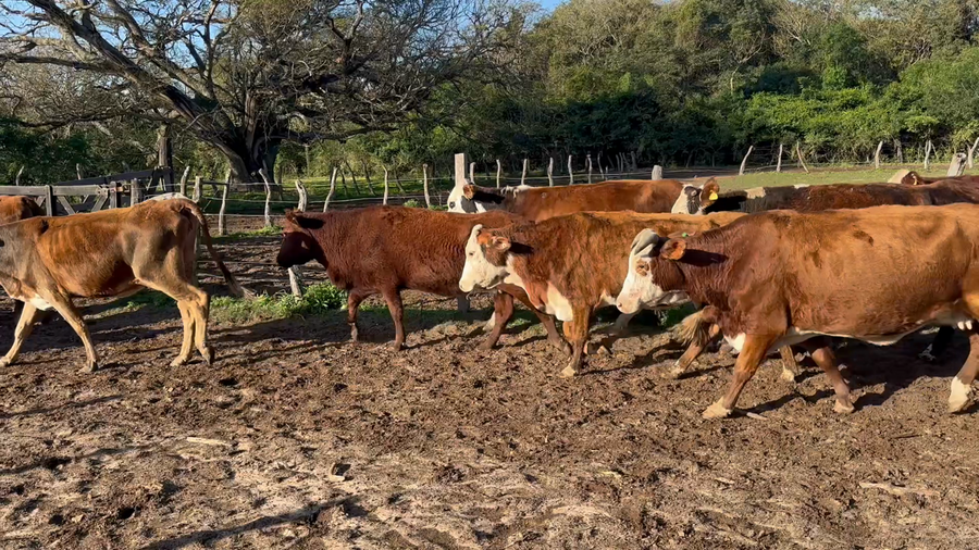 Lote 33 Vacas de invernar