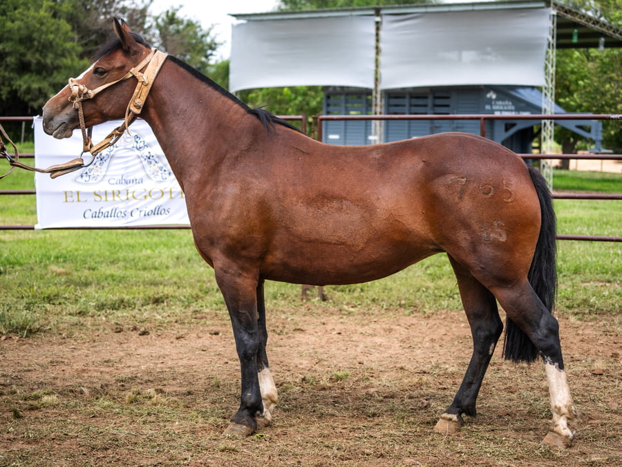 Lote SIRIGOTE QUE PENA