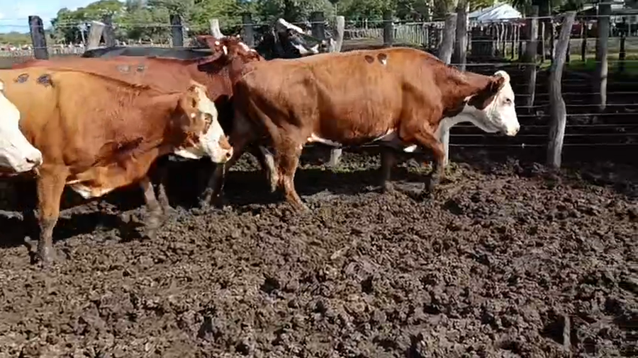 Lote 30 Vacas nuevas C/ gtia de preñez
