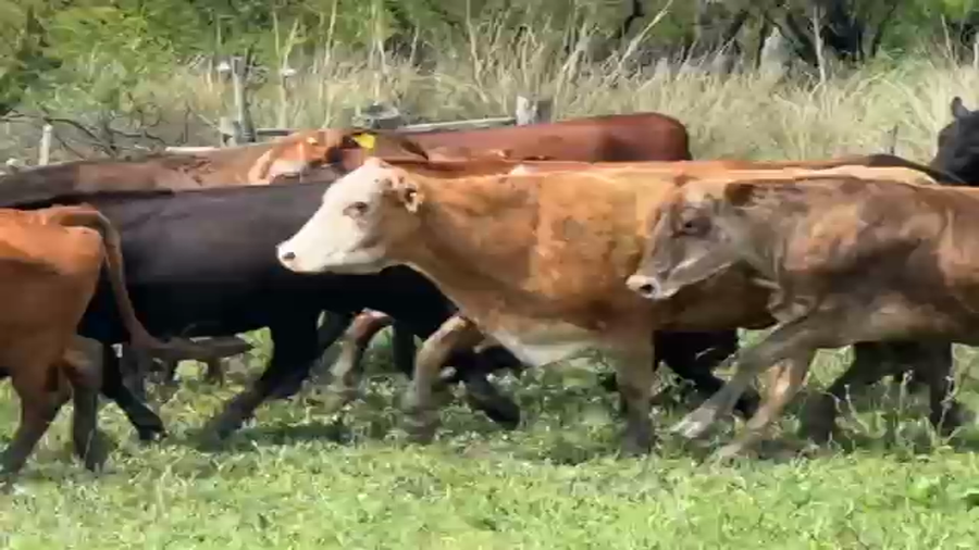 Lote 100 Vacas de invernar