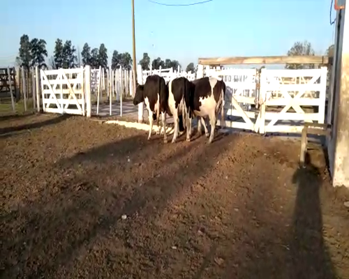 Lote Vaquillonas preñadas