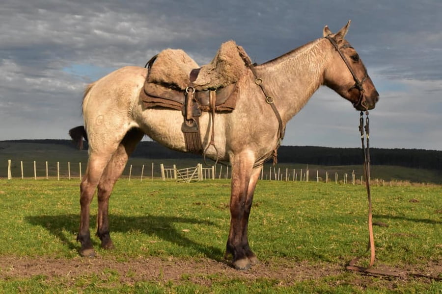 Lote Cabaña "Cimarrón" - RP 13 - Calandria El Cimarrón