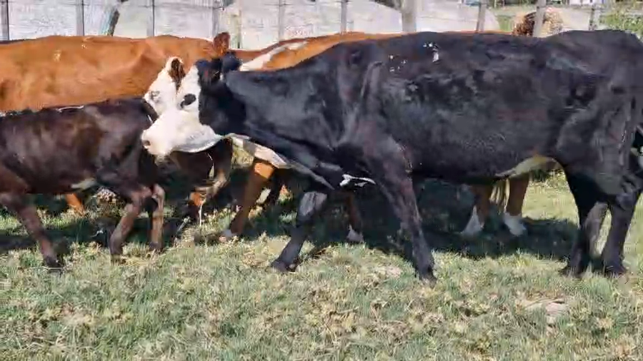 Lote 18 Piezas de cría, San José